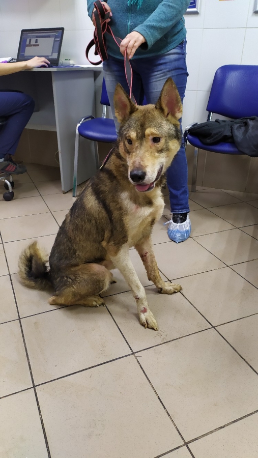 Десятки умирающих животных спасли на Шелковичной. Хозяйку жилья не нашли