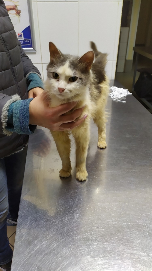 Десятки умирающих животных спасли на Шелковичной. Хозяйку жилья не нашли