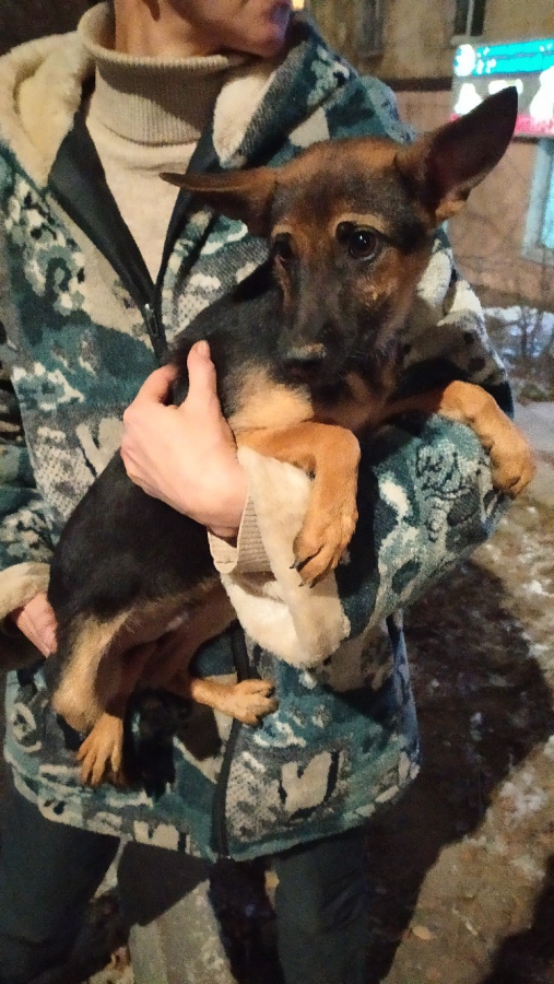 Десятки умирающих животных спасли на Шелковичной. Хозяйку жилья не нашли