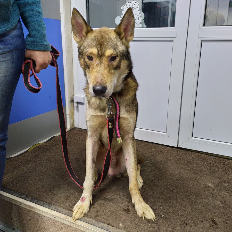 Десятки умирающих животных спасли на Шелковичной. Хозяйку жилья не нашли