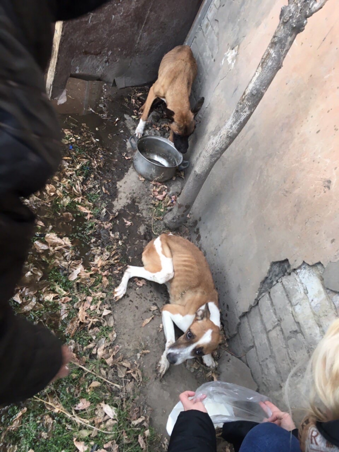 В Вольске пожарные спасли заморенных голодом собак в загоревшейся квартире
