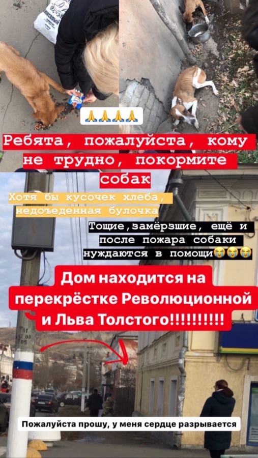 В Вольске пожарные спасли заморенных голодом собак в загоревшейся квартире