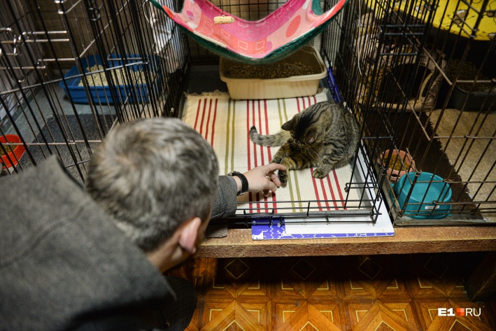 Саратовский дальнобойщик вернулся в Екатеринбург за спасенным на трассе котенком