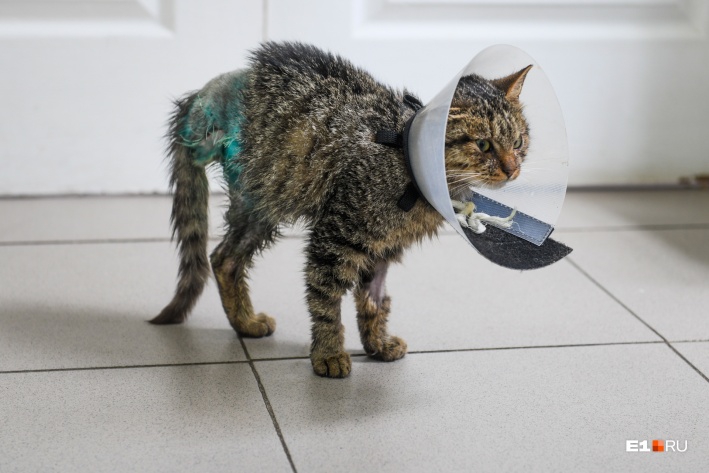 Саратовский дальнобойщик вернулся в Екатеринбург за спасенным на трассе котенком