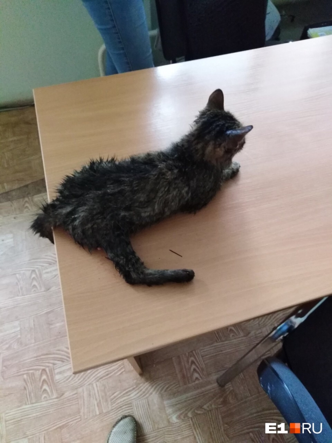 Саратовский дальнобойщик вернулся в Екатеринбург за спасенным на трассе котенком