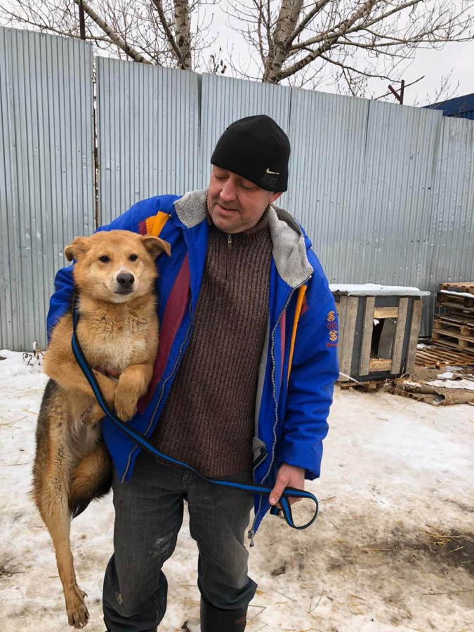 Саратовцы забрали семь собак из питомника «Дорстроя»