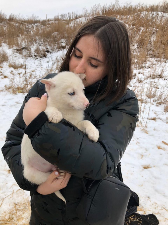 Саратовцы забрали семь собак из питомника «Дорстроя»