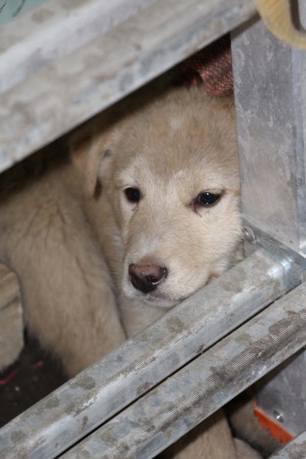 Пользователи социальных сетей выбрали имена найденным в мусорном баке щенкам