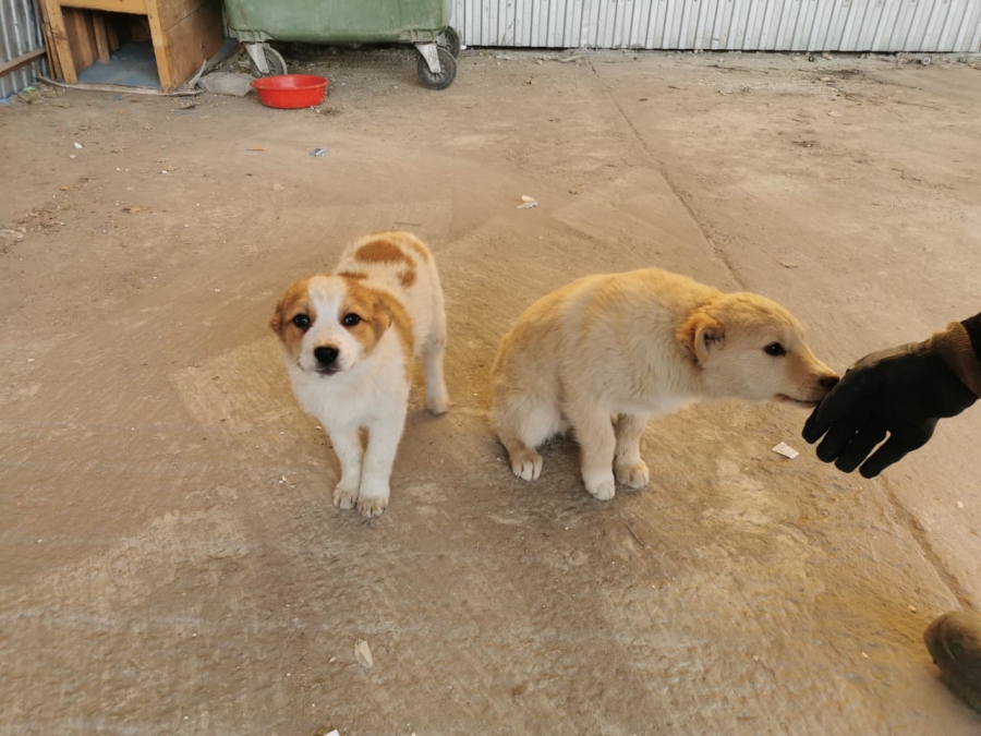 Пользователи социальных сетей выбрали имена найденным в мусорном баке щенкам