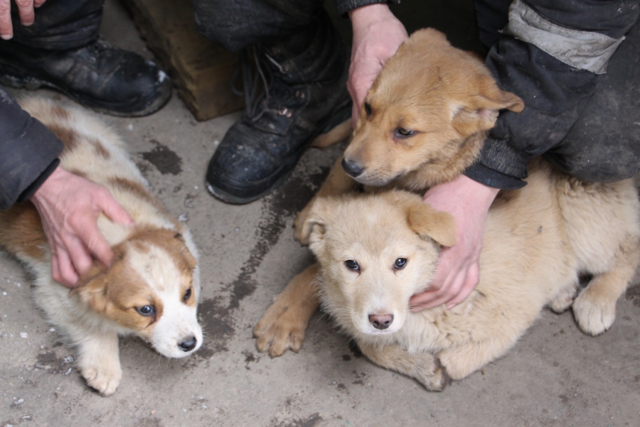 Пользователи социальных сетей выбрали имена найденным в мусорном баке щенкам