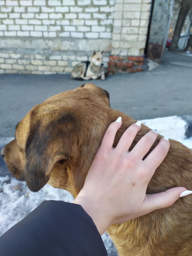 Саратовцы массово жалуются на стаи собак, но мэрия ничего не может сделать