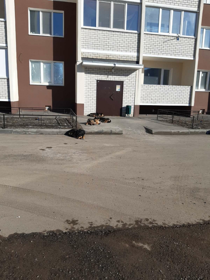 Саратовцы массово жалуются на стаи собак, но мэрия ничего не может сделать