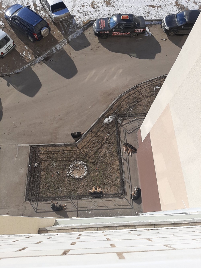 Саратовцы массово жалуются на стаи собак, но мэрия ничего не может сделать