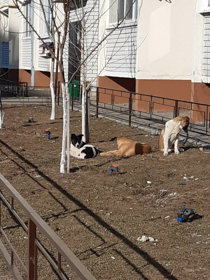 Саратовцы массово жалуются на стаи собак, но мэрия ничего не может сделать
