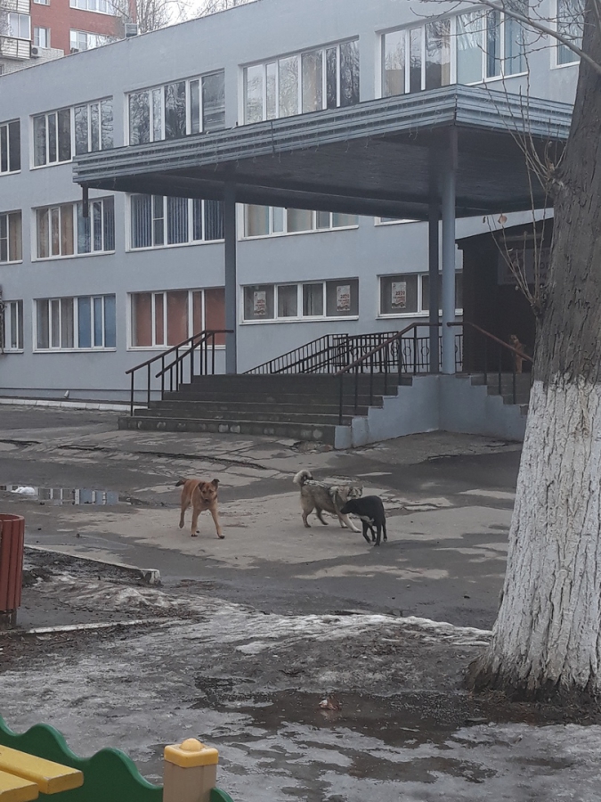 Стая бродячих собак пугает детей на Ильинской площади