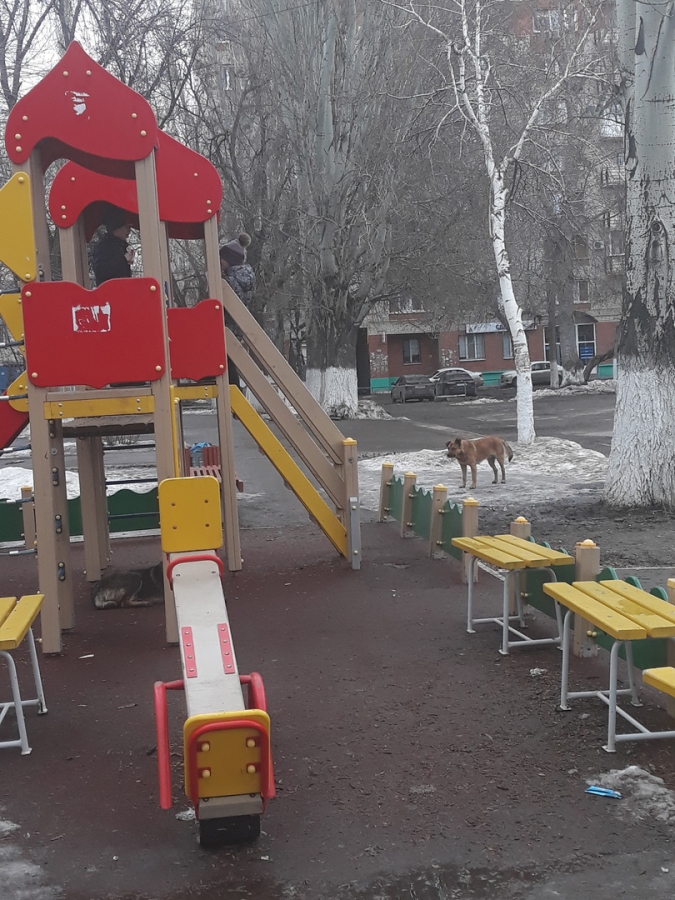 Стая бродячих собак пугает детей на Ильинской площади