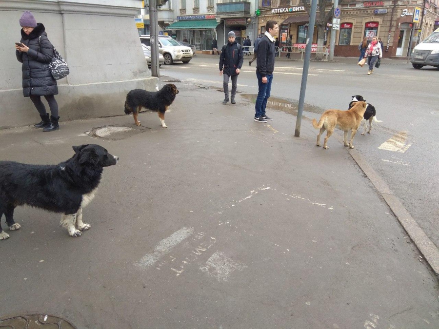 Свора диких собак оккупировала Главпочтамт на Московской