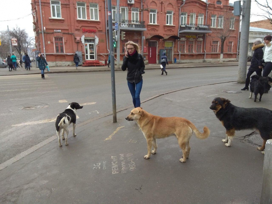 Свора диких собак оккупировала Главпочтамт на Московской