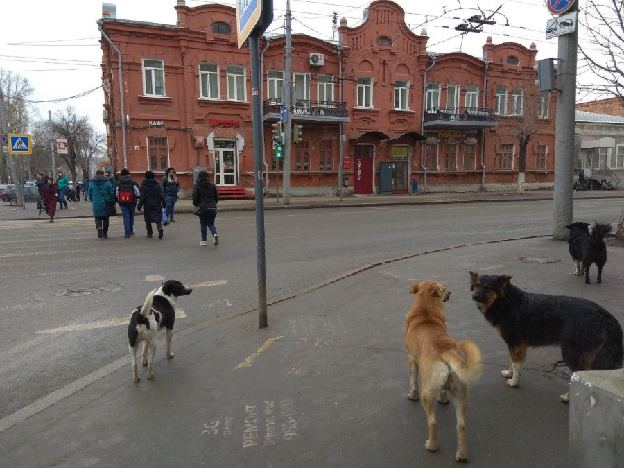 Свора диких собак оккупировала Главпочтамт на Московской