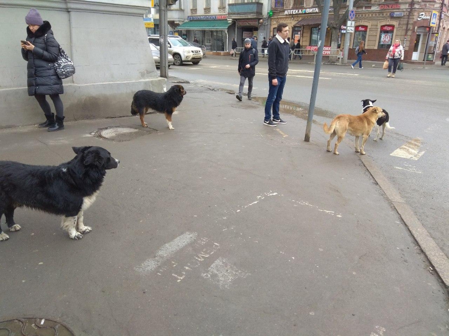 Свора диких собак оккупировала Главпочтамт на Московской