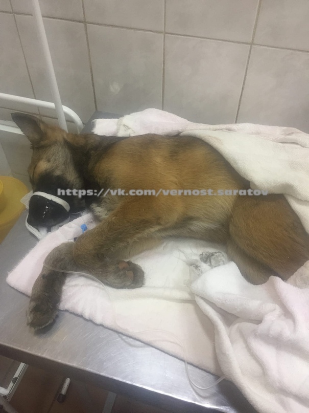 Женщина нашла в мусорке собаку с пулей в голове и отвезла к ветеринарам