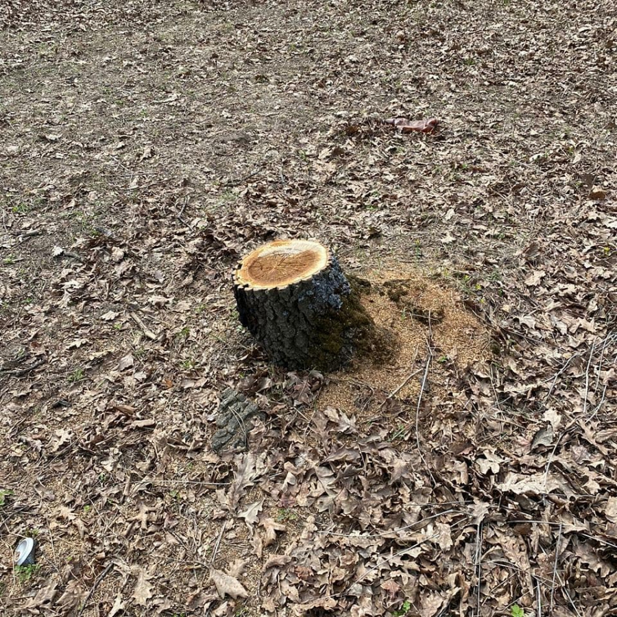 Неизвестные срубили четыре дуба в поселке Красный Октябрь
