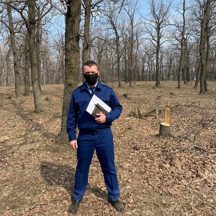 Неизвестные срубили четыре дуба в поселке Красный Октябрь