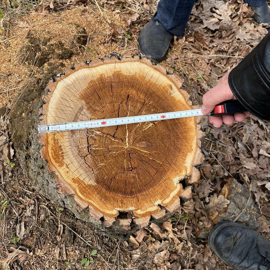 Неизвестные срубили четыре дуба в поселке Красный Октябрь