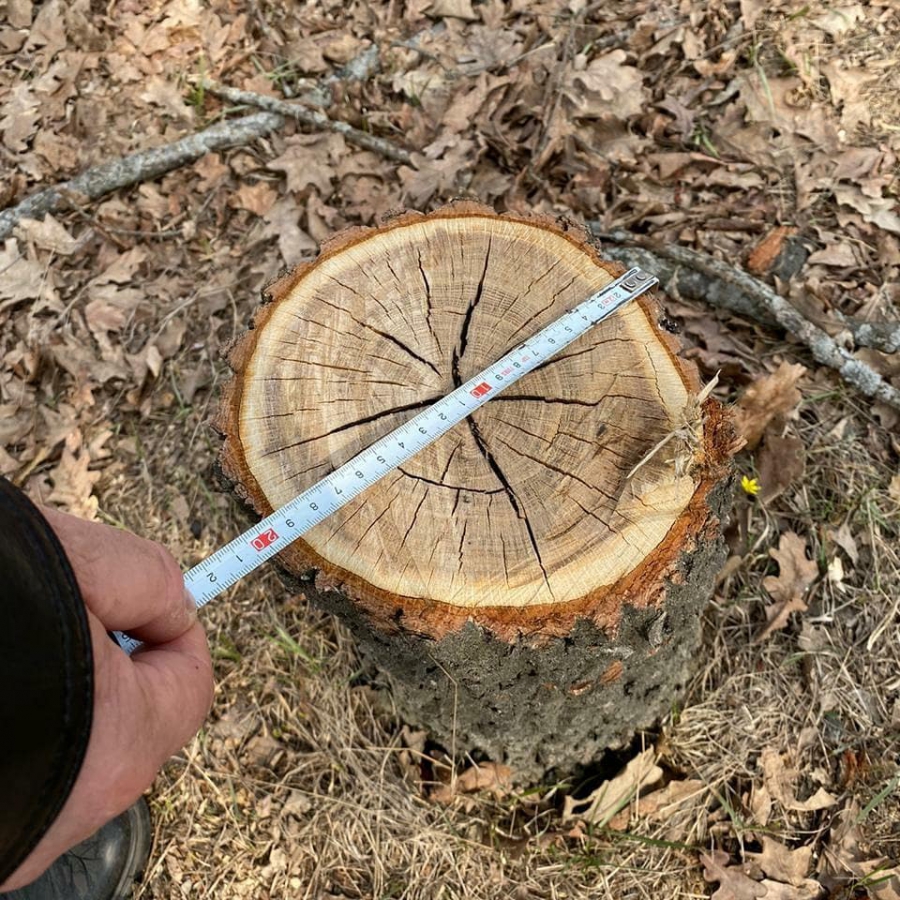 Неизвестные срубили четыре дуба в поселке Красный Октябрь