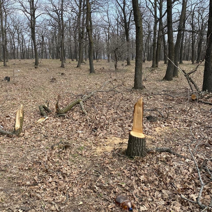 Неизвестные срубили четыре дуба в поселке Красный Октябрь