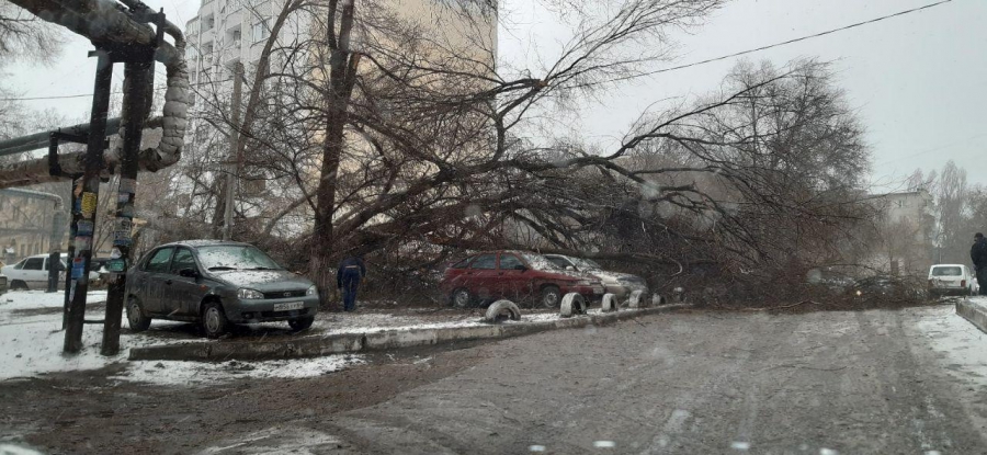 В Саратове сильный ветер валит деревья и обрывает провода