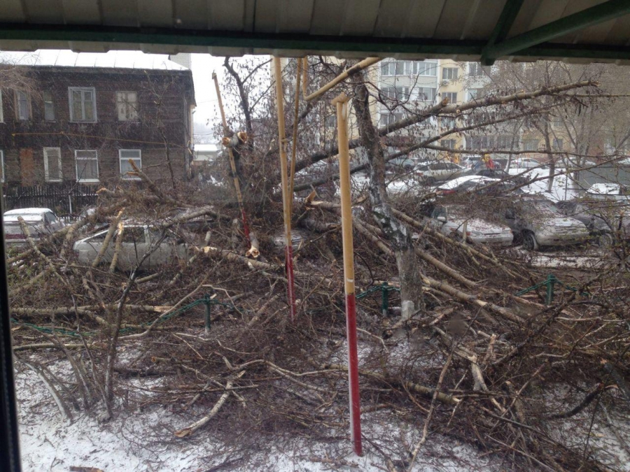 В Саратове сильный ветер валит деревья и обрывает провода