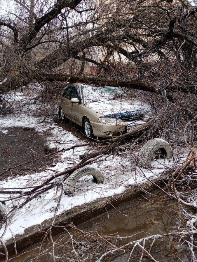 В Саратове сильный ветер валит деревья и обрывает провода