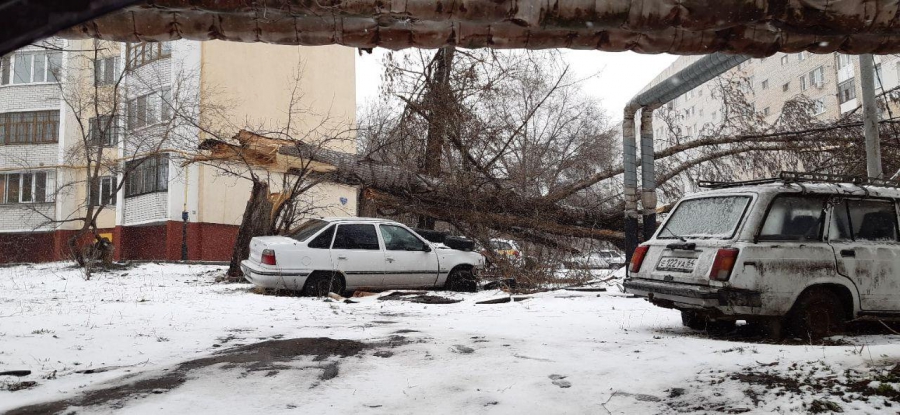В Саратове сильный ветер валит деревья и обрывает провода