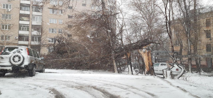 В Саратове сильный ветер валит деревья и обрывает провода
