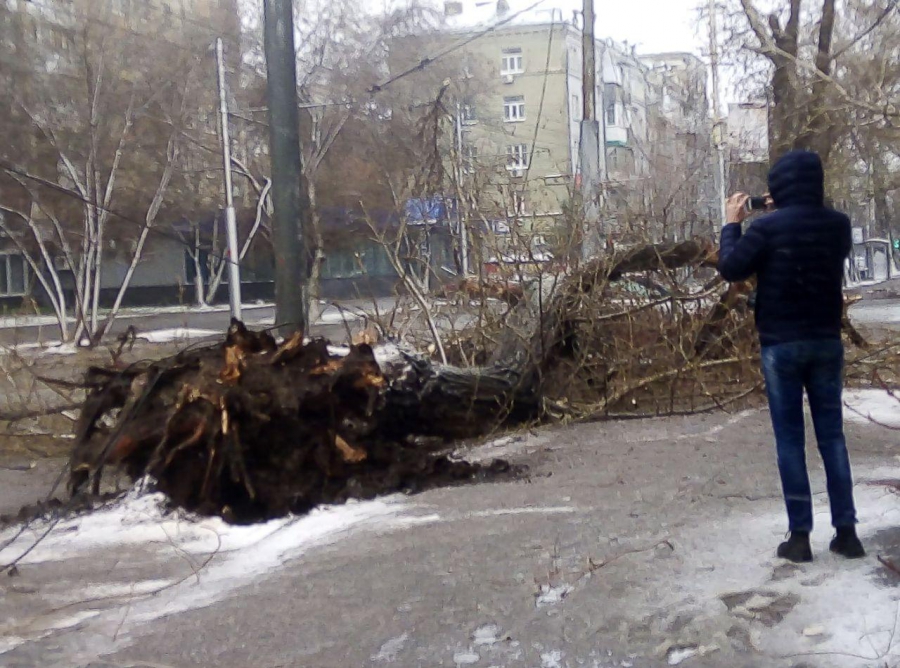 В Саратове сильный ветер валит деревья и обрывает провода
