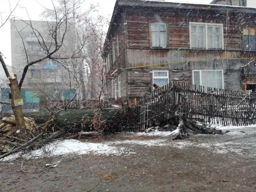 В Саратове сильный ветер валит деревья и обрывает провода