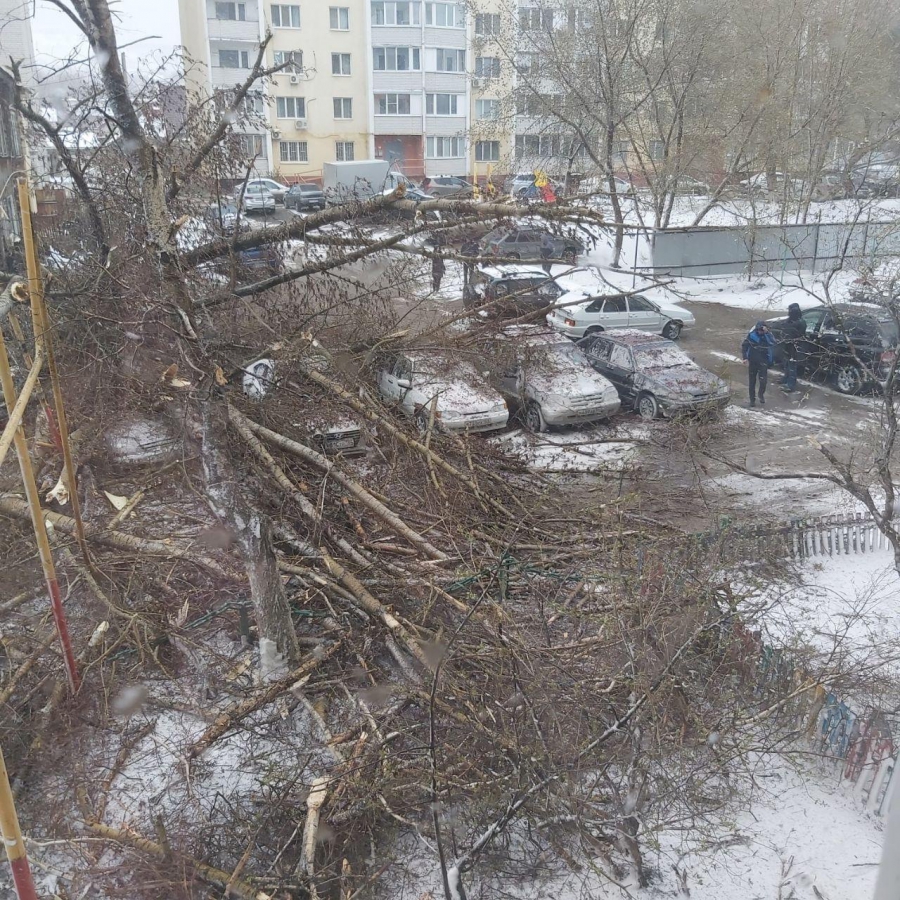В Саратове сильный ветер валит деревья и обрывает провода