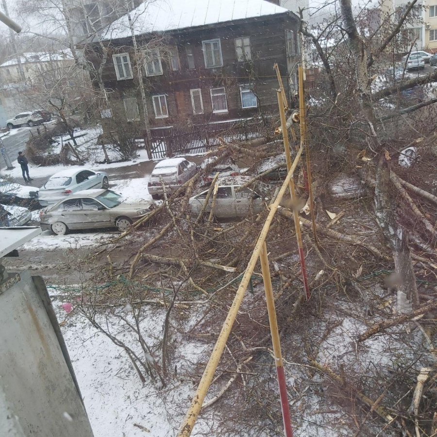 В Саратове сильный ветер валит деревья и обрывает провода