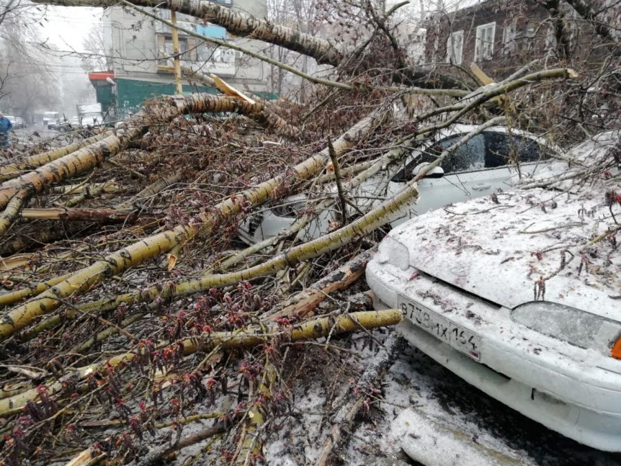 В Саратове сильный ветер валит деревья и обрывает провода