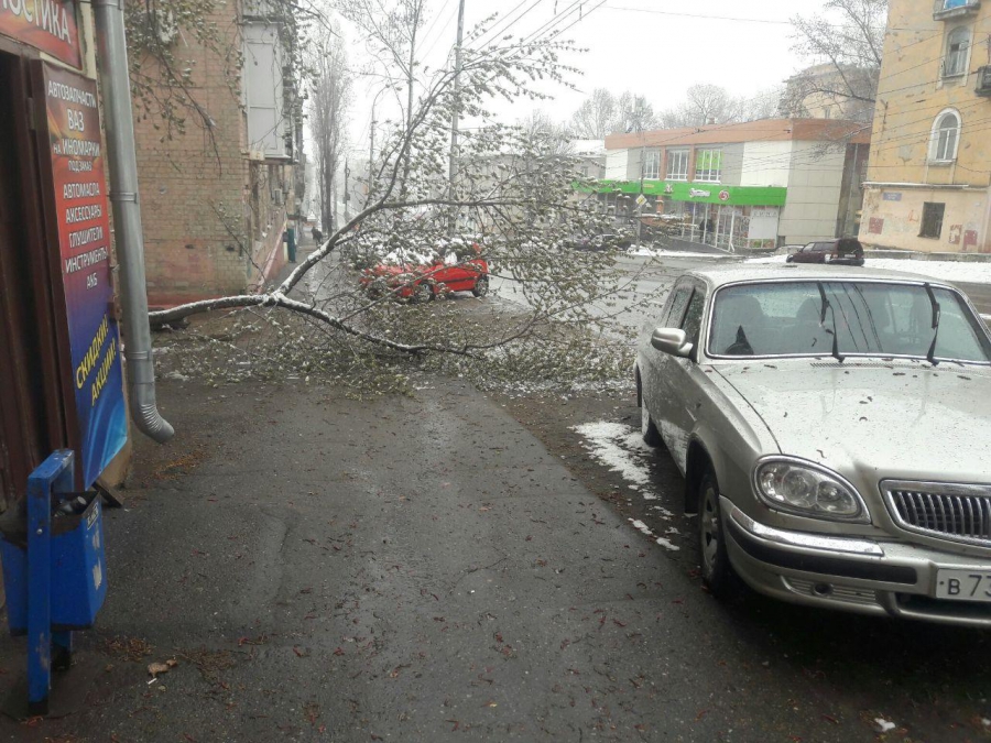 В Саратове сильный ветер валит деревья и обрывает провода