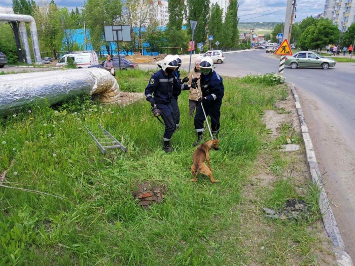 Спасатели достали собаку из трехметрового колодца на Чехова