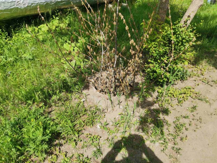 Спасатели достали собаку из трехметрового колодца на Чехова