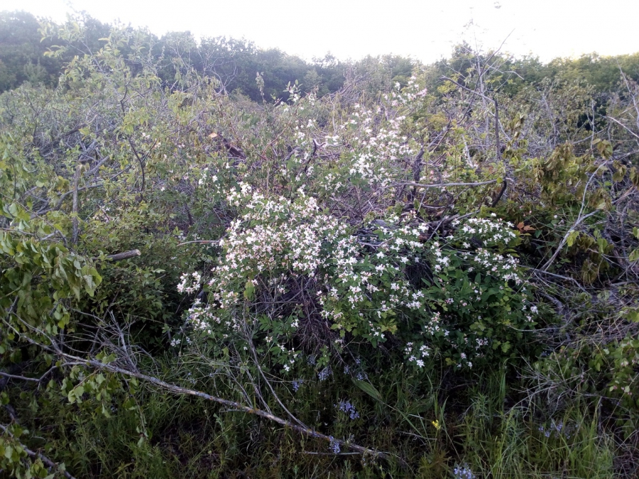 Под Саратовом неизвестные вырубают столетний плодовый сад