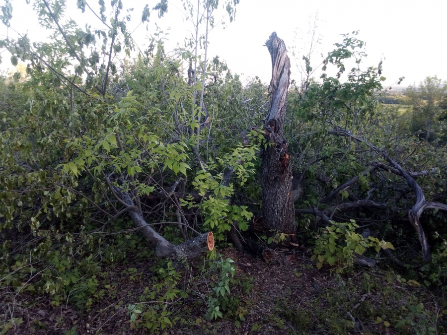 Под Саратовом неизвестные вырубают столетний плодовый сад
