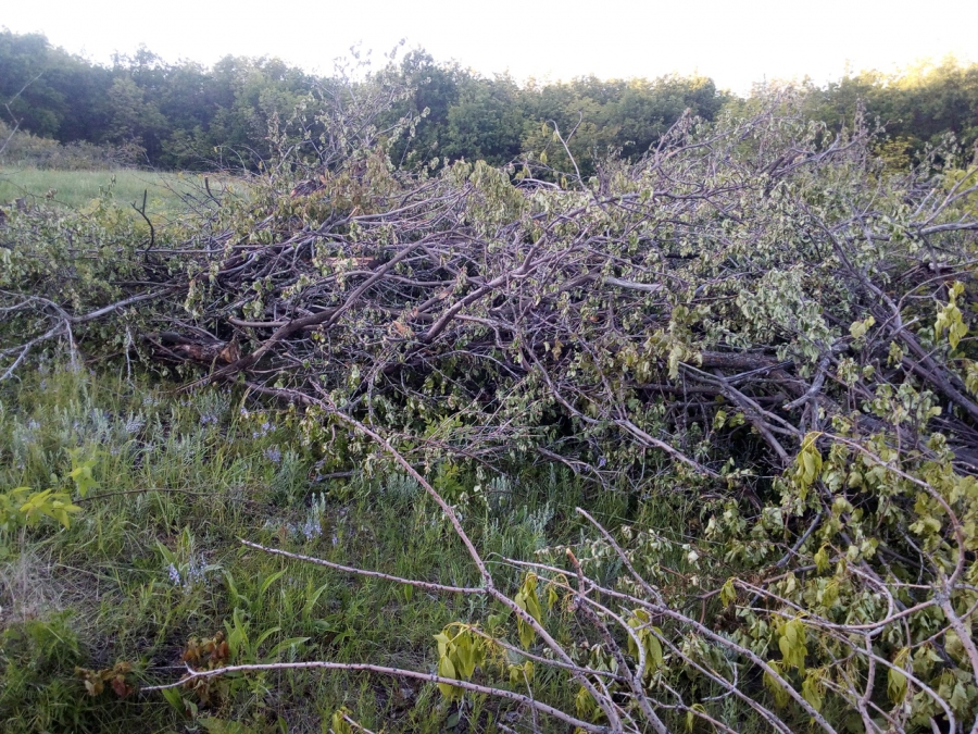 Под Саратовом неизвестные вырубают столетний плодовый сад