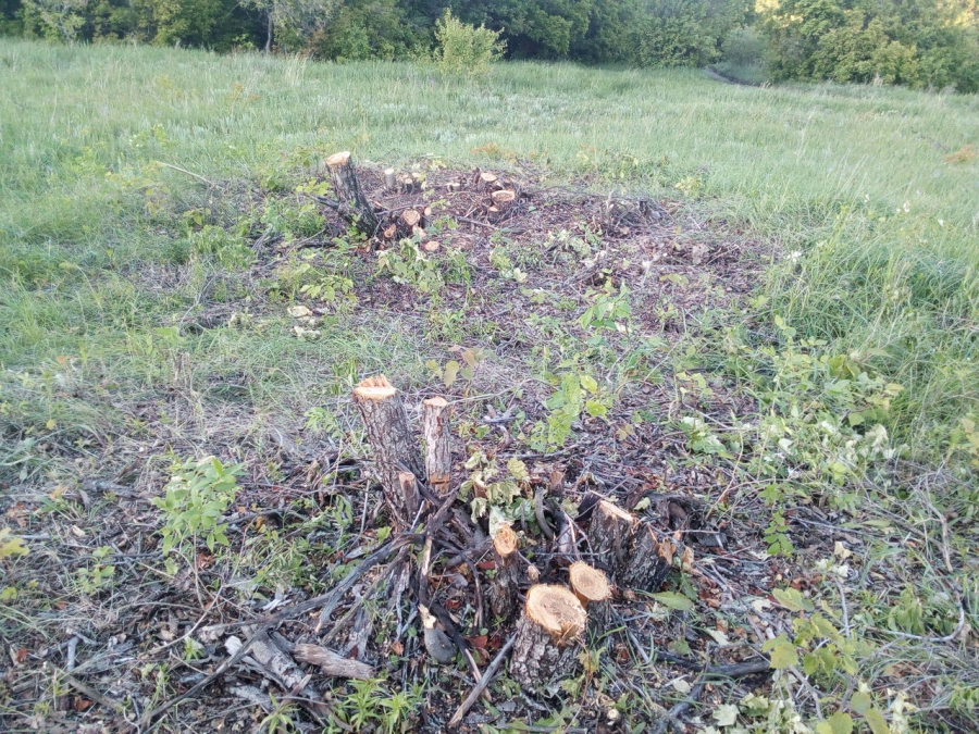 Под Саратовом неизвестные вырубают столетний плодовый сад