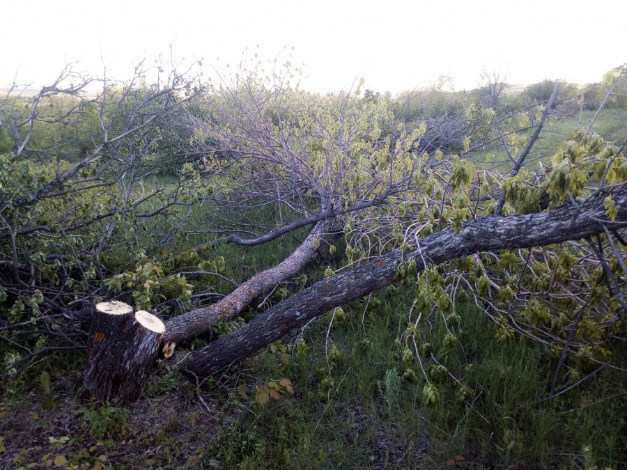 Под Саратовом неизвестные вырубают столетний плодовый сад