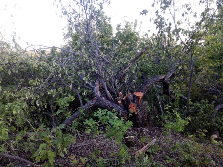 Под Саратовом неизвестные вырубают столетний плодовый сад