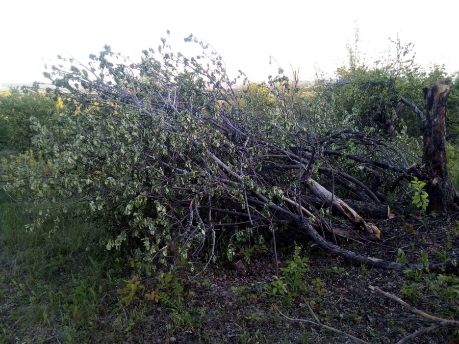 Под Саратовом неизвестные вырубают столетний плодовый сад
